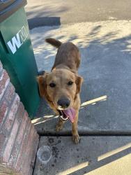 Found/Stray Female Dog last seen Main St and Walker Lane, Stockton, CA 95215
