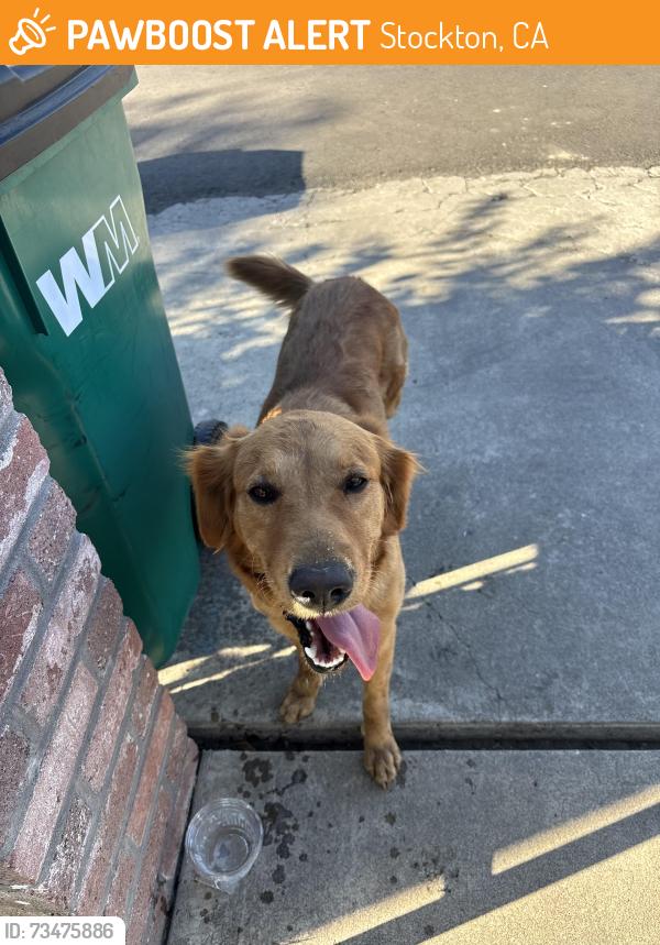 Found/Stray Female Dog last seen Main St and Walker Lane, Stockton, CA 95215