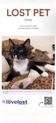 Reunited Male Cat last seen Richman, Fullerton, CA 92832