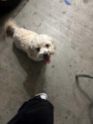Reunited Male Dog last seen 91st ave and lower buckeye, Tolleson, AZ 85353