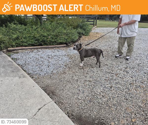 Found/Stray Male Dog last seen Welcome/Welcome to Sargent Rd, Newnan, GA, Chillum, MD 20783