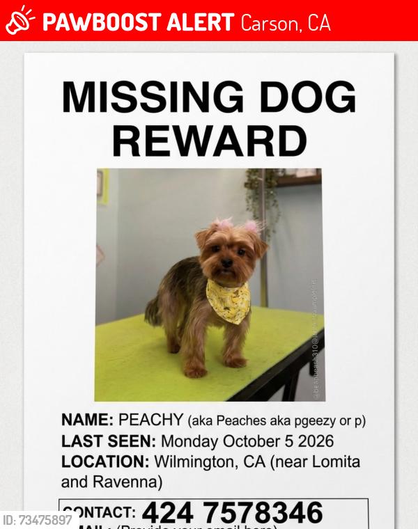 Lost Female Dog last seen Lomita blvd, Carson, CA 90745