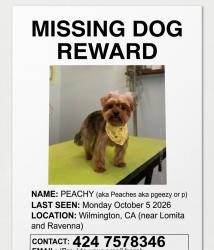 Lost Female Dog last seen Lomita blvd, Carson, CA 90745