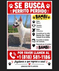 Lost Female Dog last seen Arleta high school, Los Angeles, CA 91331