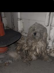 Found/Stray Unknown Dog last seen Commerce and Gilmore, North Las Vegas, NV 89032