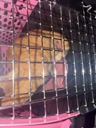 Reunited Male Cat last seen Near Stuyvesant Ave, Ariel Nails Salon, Union, NJ 07083