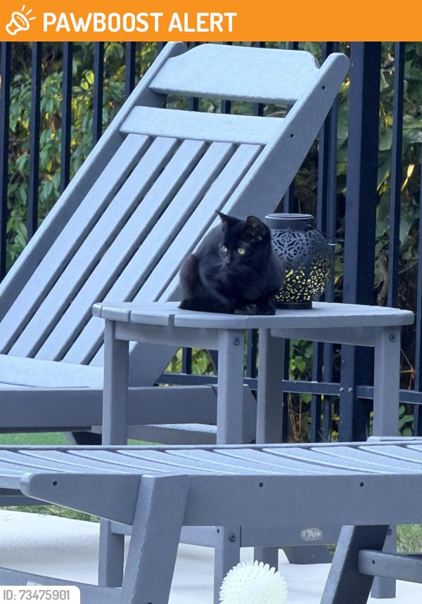 Found/Stray Male Cat last seen Reed Rd, Whitfield County, GA 30755