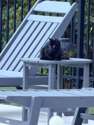 Found/Stray Male Cat last seen Reed Rd, Whitfield County, GA 30755