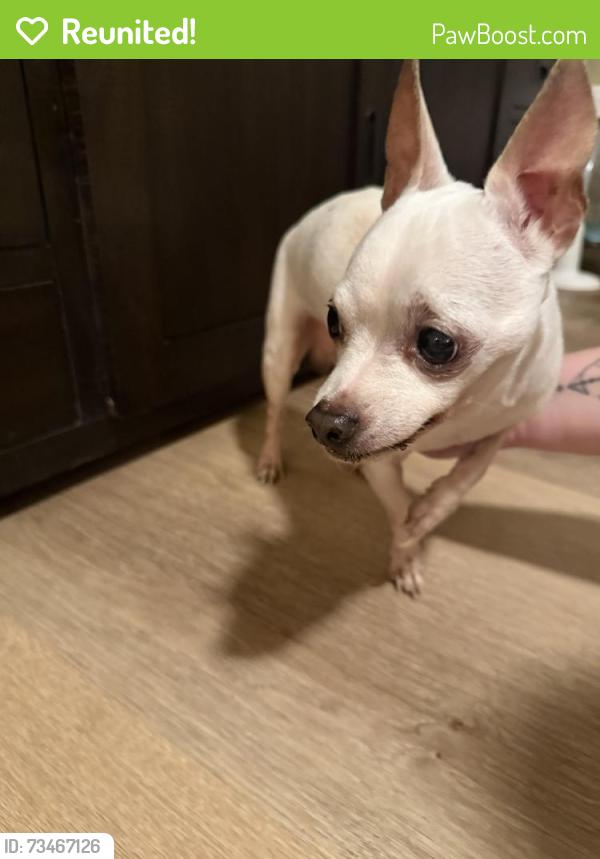 Reunited Male Dog last seen Greenway and Thunderbird, Phoenix, AZ 85023