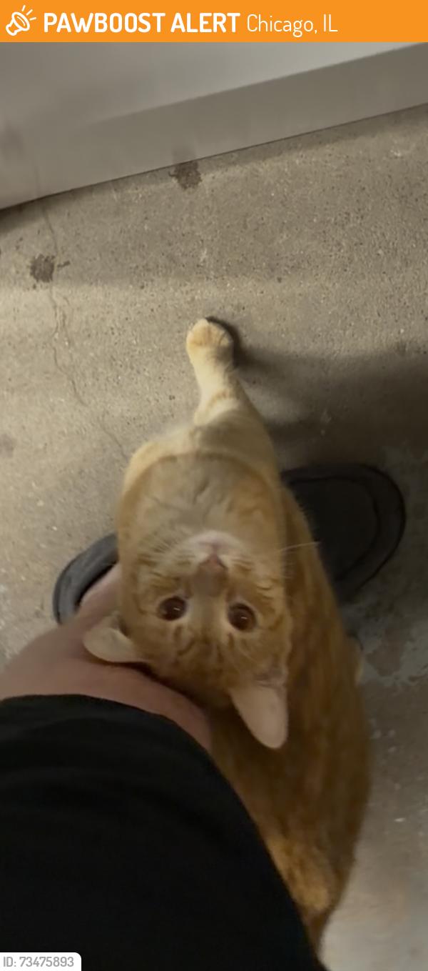 Found/Stray Unknown Cat last seen Near Metra station at Beverly and 91st, Chicago, IL 60643