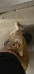 Found/Stray Unknown Cat last seen Near Metra station at Beverly and 91st, Chicago, IL 60643