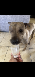 Lost Female Dog last seen Near w mescal st, Glendale, AZ 85304