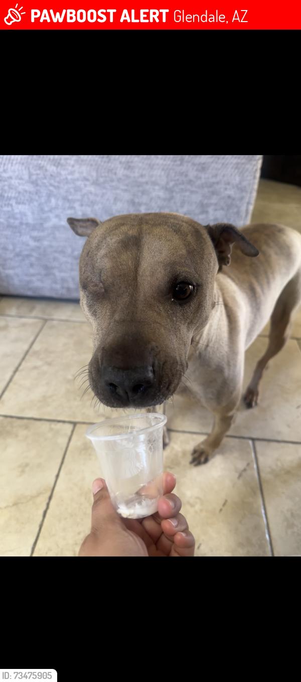 Lost Female Dog last seen Near w mescal st, Glendale, AZ 85304