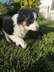 Lost Male Dog last seen Smith’s payson, Payson, UT 84651