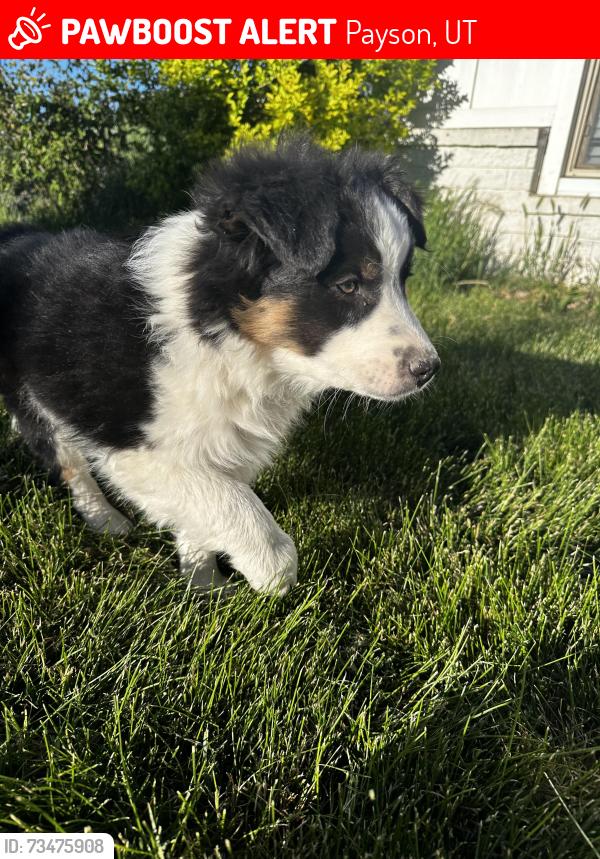 Lost Male Dog last seen Smith’s payson, Payson, UT 84651