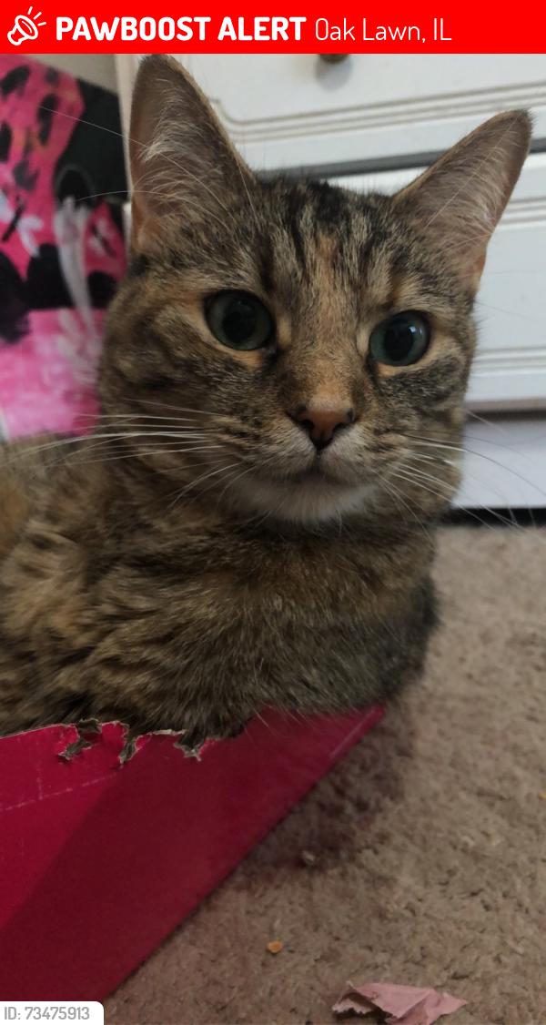 Lost Female Cat last seen Cicero avenue, Oak Lawn, IL 60453