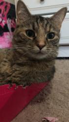 Lost Female Cat last seen Cicero avenue, Oak Lawn, IL 60453