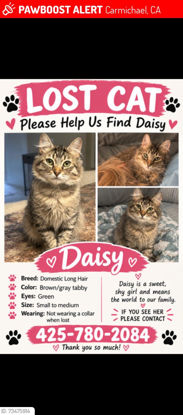 Lost Female Cat last seen El Camino and fair oaks, Carmichael, CA 95608