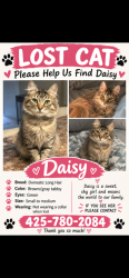 Lost Female Cat last seen El Camino and fair oaks, Carmichael, CA 95608