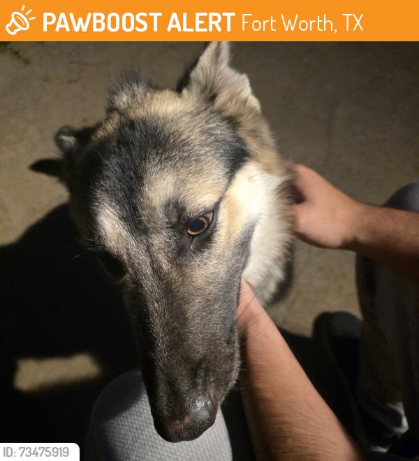 Found/Stray Female Dog last seen South hills or Wedgewood, Fort Worth, TX 76133
