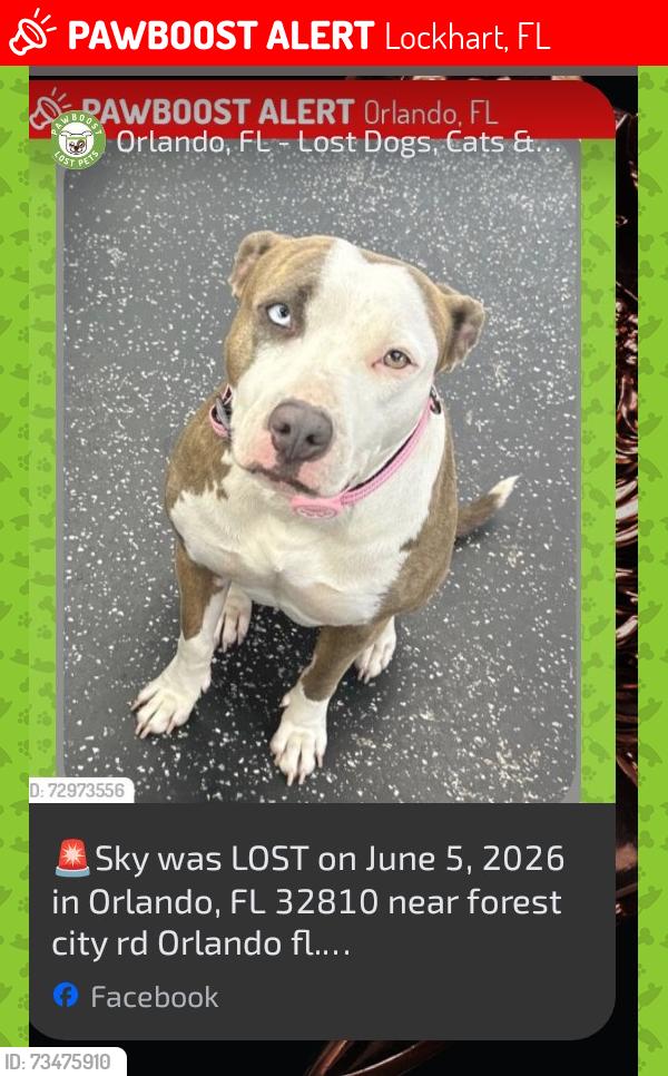 Lost Female Dog last seen Forest City road and Kennedy Blvd, Lockhart, FL 32810