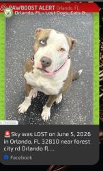 Lost Female Dog last seen Forest City road and Kennedy Blvd, Lockhart, FL 32810