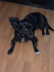 Reunited Male Dog last seen Vista Del Rosa, Downey, CA 90240