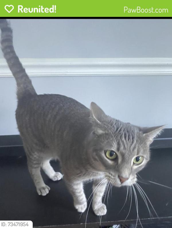 Reunited Male Cat last seen Honeysuckle drive, Greensboro, NC 27408