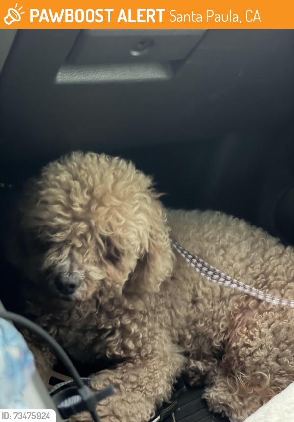 Found/Stray Female Dog last seen Union 76, Santa Paula, CA 93060