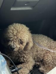 Found/Stray Female Dog last seen Union 76, Santa Paula, CA 93060