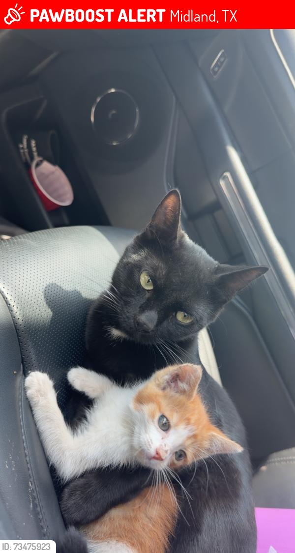 Lost Male Cat last seen Near wrangler ln, Midland, TX 79705