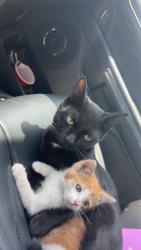 Lost Male Cat last seen Near wrangler ln, Midland, TX 79705
