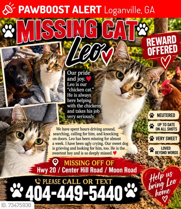 Lost Male Cat last seen Centerhill Church Road/Hwy 20, Loganville, GA 30052