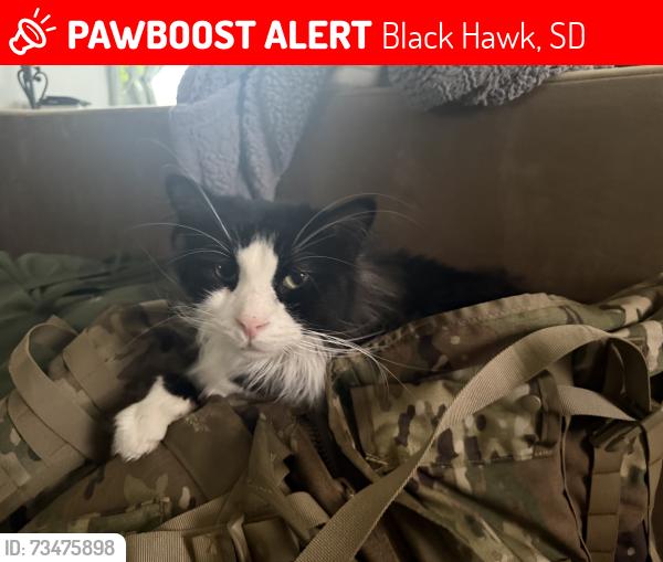 Lost Male Cat last seen Ash and Axel, Black Hawk, SD 57718