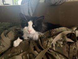 Lost Male Cat last seen Ash and Axel, Black Hawk, SD 57718