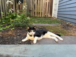 Reunited Male Cat last seen Tunlaw Rd. / Observatory Rd. alley, Washington, DC 20007