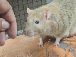 Shelter Stray Male Other last seen , 4000 N Silverbell Rd, Tucson, AZ 85745, USA