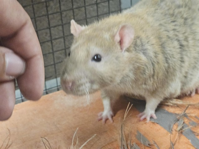 Shelter Stray Male Other last seen , 4000 N Silverbell Rd, Tucson, AZ 85745, USA