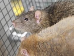 Shelter Stray Male Other last seen , 4000 N Silverbell Rd, Tucson, AZ 85745, USA