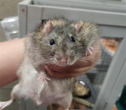 Shelter Stray Male Other last seen , 4000 N Silverbell Rd, Tucson, AZ 85745, USA