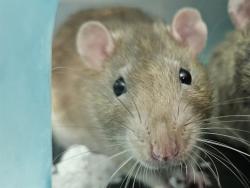 Shelter Stray Male Other last seen , 4000 N Silverbell Rd, Tucson, AZ 85745, USA