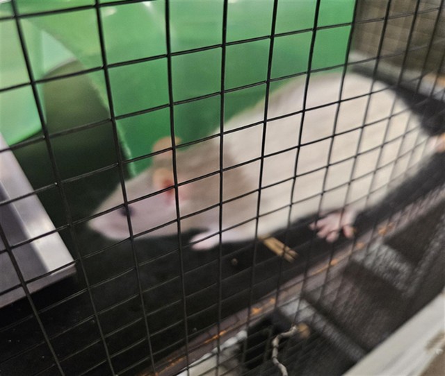 Shelter Stray Female Other last seen , 4000 N Silverbell Rd, Tucson, AZ 85745, USA