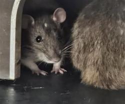 Shelter Stray Female Other last seen , 4000 N Silverbell Rd, Tucson, AZ 85745, USA
