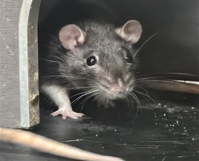 Shelter Stray Female Other last seen , 4000 N Silverbell Rd, Tucson, AZ 85745, USA