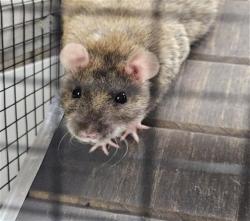 Shelter Stray Female Other last seen , 4000 N Silverbell Rd, Tucson, AZ 85745, USA