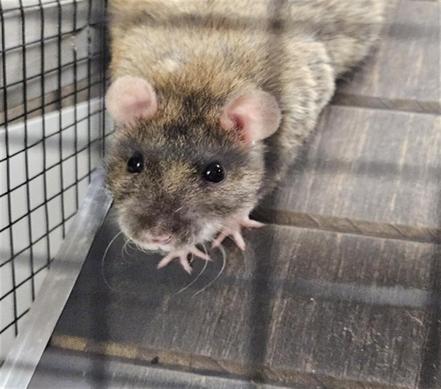 Shelter Stray Female Other last seen , 4000 N Silverbell Rd, Tucson, AZ 85745, USA