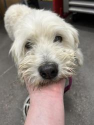 Shelter Stray Male Dog last seen POWER RD AND BROADWAY RD, 1920 S Lewis, Mesa, AZ 85210, USA