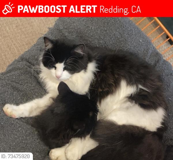 Lost Female Cat last seen North Redding, Redding, CA 96003