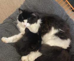 Lost Female Cat last seen North Redding, Redding, CA 96003