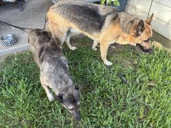 Reunited Male Dog last seen Linden hill lane & lighthouse bay 77539, Dickinson, TX 77539